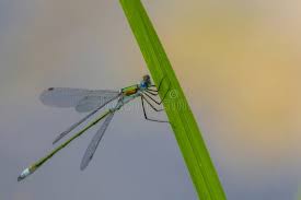 Attēlu rezultāti vaicājumam “Lestes sponsa”