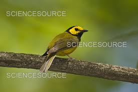 Image result for Wilsonia citrina