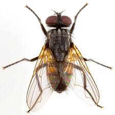 Attēlu rezultāti vaicājumam “Musca domestica”