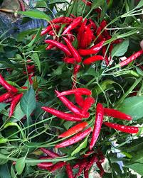 Afbeeldingsresultaat voor chili maya hot pepper hot pepper