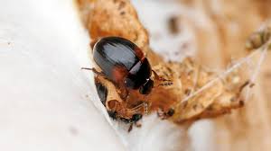 Attēlu rezultāti vaicājumam “Leiodidae”