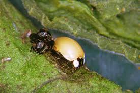 Attēlu rezultāti vaicājumam “Adalia bipunctata”