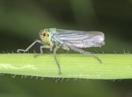 Attēlu rezultāti vaicājumam “Cicadella viridis”