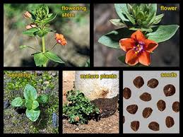 Attēlu rezultāti vaicājumam “Anagallis arvensis leaf”