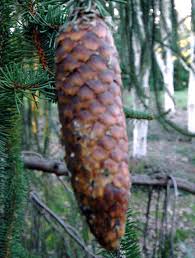 Attēlu rezultāti vaicājumam “Picea abies fo. virgata fruit”
