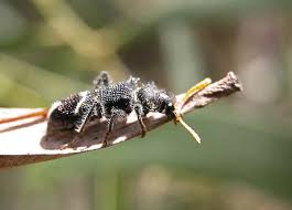 Attēlu rezultāti vaicājumam “Cleridae”