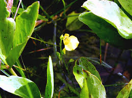 Attēlu rezultāti vaicājumam “Utricularia intermedia leaf”