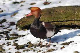 Image result for Netta rufina