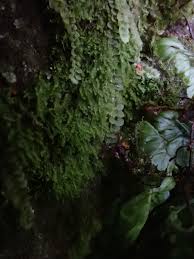 Attēlu rezultāti vaicājumam “Harpanthus scutatus”