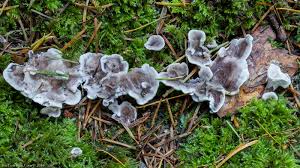 Attēlu rezultāti vaicājumam “Phellodon melaleucus”