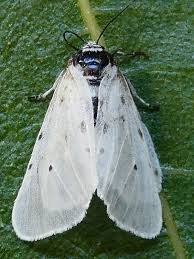 Attēlu rezultāti vaicājumam “Diaphora mendica”