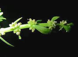 Attēlu rezultāti vaicājumam “Haloragaceae”