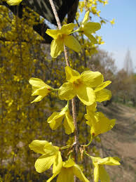 Attēlu rezultāti vaicājumam “Forsythia suspensa flower”