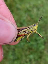 Attēlu rezultāti vaicājumam “Stethophyma grossum”