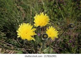 Attēlu rezultāti vaicājumam “Hypochaeris maculata”