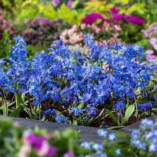 Attēlu rezultāti vaicājumam “Scilla siberica”