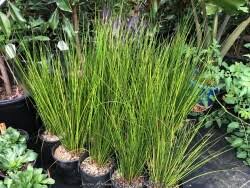 Attēlu rezultāti vaicājumam “Juncus effusus”