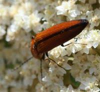 Attēlu rezultāti vaicājumam “Elateridae”