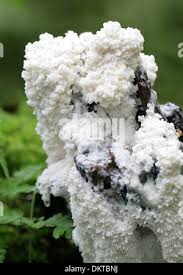 Attēlu rezultāti vaicājumam “Brefeldia maxima spores”