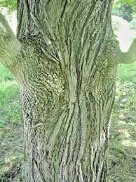 Attēlu rezultāti vaicājumam “Acer platanoides fo. schwedleri”