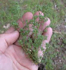 Attēlu rezultāti vaicājumam “Scleranthus annuus”