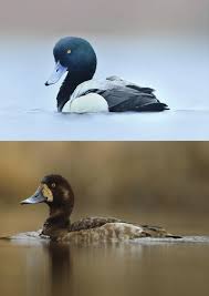 Image result for Aythya marila