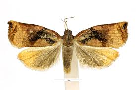 Attēlu rezultāti vaicājumam “Archips podana female”