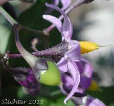 Attēlu rezultāti vaicājumam “Solanum dulcamara flower”
