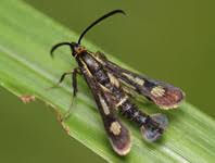 Attēlu rezultāti vaicājumam “Scythrididae”