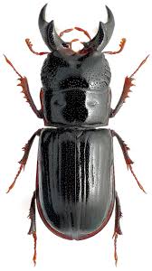 Attēlu rezultāti vaicājumam “Ceruchus chrysomelinus imago”