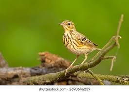 Attēlu rezultāti vaicājumam “Anthus trivialis”