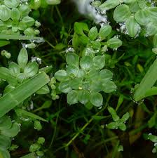 Attēlu rezultāti vaicājumam “Callitrichaceae”
