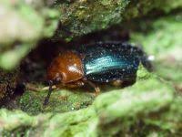 Attēlu rezultāti vaicājumam “Triplax aenea”