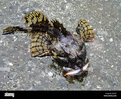 Image result for Myoxocephalus scorpius