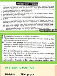 Attēlu rezultāti vaicājumam “Pteropsida”