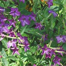 Image result for Nicotiana x sanderae `Perfume`F1
