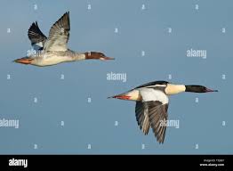 Attēlu rezultāti vaicājumam “Mergus merganser”