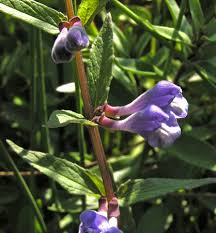 Attēlu rezultāti vaicājumam “Scutellaria galericulata leaf”