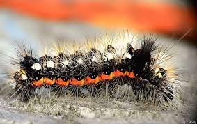 Attēlu rezultāti vaicājumam “Euproctis similis larva”