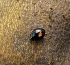 Attēlu rezultāti vaicājumam “Calvia quatuordecimguttata”