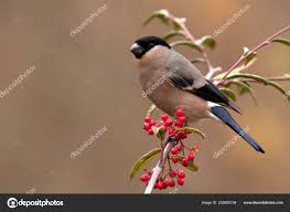 Attēlu rezultāti vaicājumam “Pyrrhula pyrrhula female”