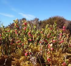 Attēlu rezultāti vaicājumam “Vaccinium myrtillus flower”