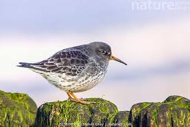 Attēlu rezultāti vaicājumam “Calidris maritima”