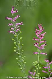 Attēlu rezultāti vaicājumam “Fumaria officinalis flower”