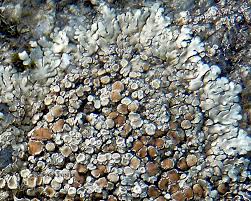 Attēlu rezultāti vaicājumam “Lecanora muralis”