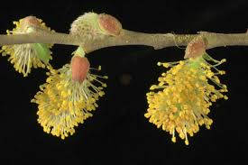 Attēlu rezultāti vaicājumam “Salix cinerea female flower”