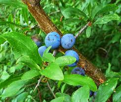 Attēlu rezultāti vaicājumam “Prunus spinosa fruit”