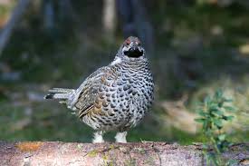 Attēlu rezultāti vaicājumam “Tetrastes bonasia juvenile”