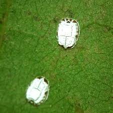 Attēlu rezultāti vaicājumam “Aleurochiton aceris”