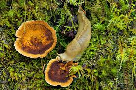 Attēlu rezultāti vaicājumam “Coltricia perennis”